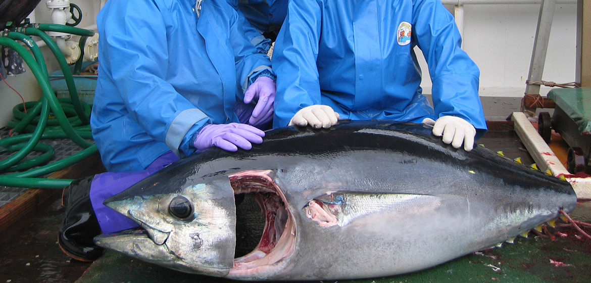 マグロを知る 築地から鮪の仕入れなら ホクエイグループ